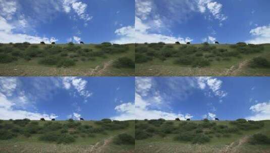 甘孜阿坝 大草原 远山 牦牛 低角度高清在线视频素材下载