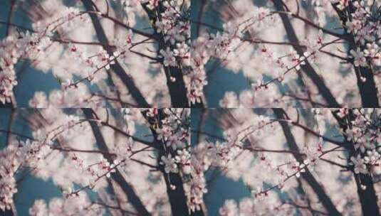 早晨阳光下桃树桃花唯美空镜8k高清在线视频素材下载