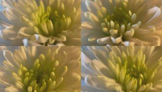 菊花清明鲜花花卉微距特写黑场背景4k (10)高清在线视频素材下载