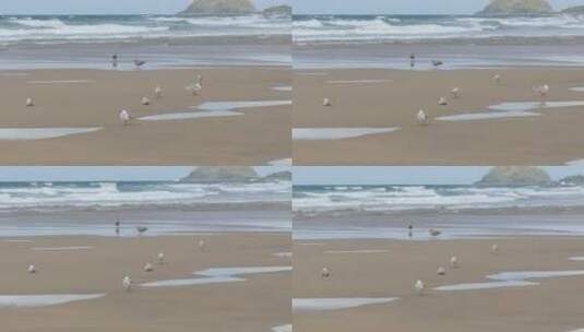 海岸上的海鸥高清在线视频素材下载
