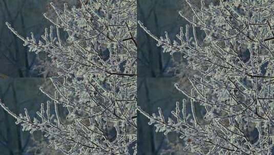 白雪覆盖的树枝的特写视频高清在线视频素材下载