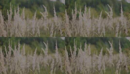 雨天田野中的植物特写高清在线视频素材下载