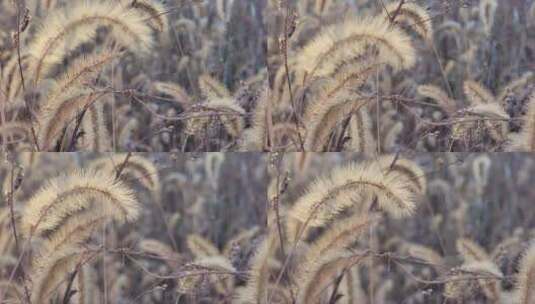 秋日小草，后期特写常用大镜头必备素材高清在线视频素材下载