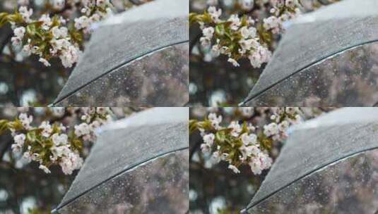 春天下雨天打伞赏花赏梨花踏春高清在线视频素材下载