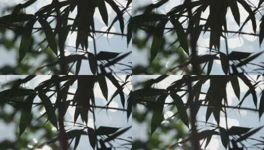 竹叶风景4K素材高清在线视频素材下载