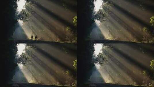 阳光穿过树林照在公路上高清在线视频素材下载