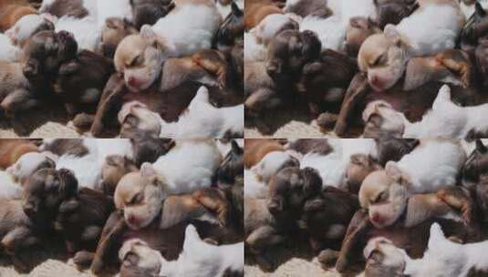 生的小狗睡觉的视频高清在线视频素材下载