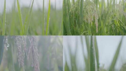 唯美水稻稻谷大米农业粮食丰收稻田谷子广告高清在线视频素材下载