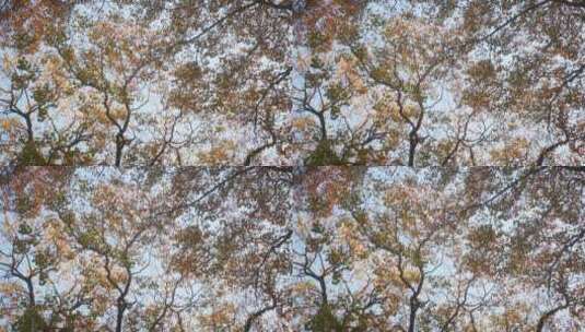 实拍 秋天 树林 树枝 树叶高清在线视频素材下载
