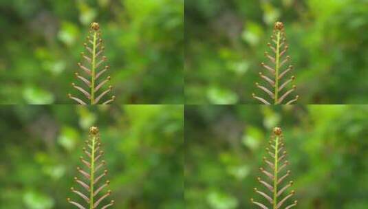 唯美乌毛蕨野生植物自然生长高清在线视频素材下载