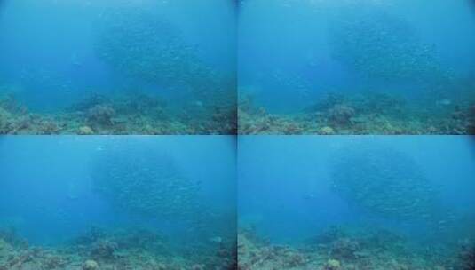 海洋底下的珊瑚礁和鱼群高清在线视频素材下载