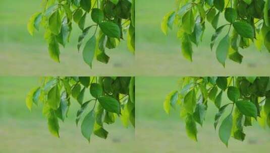 树枝树叶空镜头高清在线视频素材下载