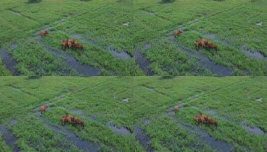 天然牧场散养黄牛航拍高清在线视频素材下载