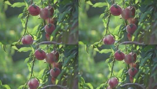 蜜桃成熟高清在线视频素材下载