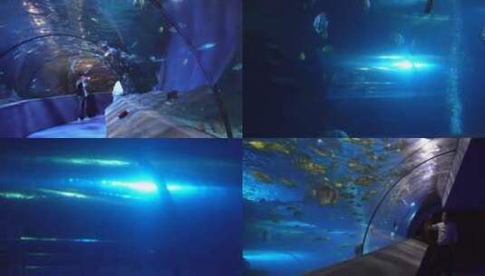 【镜头合集】海底隧道海洋馆水族馆高清在线视频素材下载