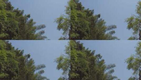 微风下的树高清在线视频素材下载