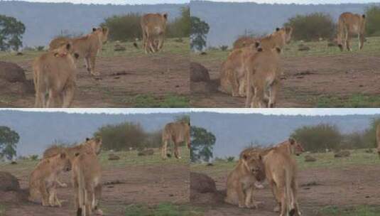 走在稀树大草原上的一家狮子高清在线视频素材下载