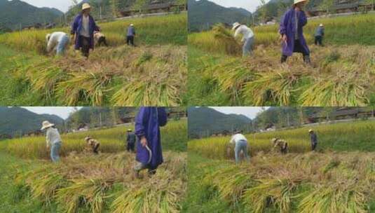 农民田里收割水稻高清在线视频素材下载