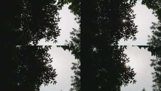 低角度拍摄树林高清在线视频素材下载