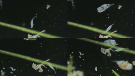 显微镜下的微观世界，漫游虫4高清在线视频素材下载