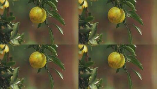 被果蝇咬坏的柑橘高清在线视频素材下载
