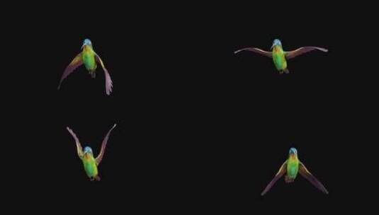 蜂鸟循环带透明通道4K高清在线视频素材下载