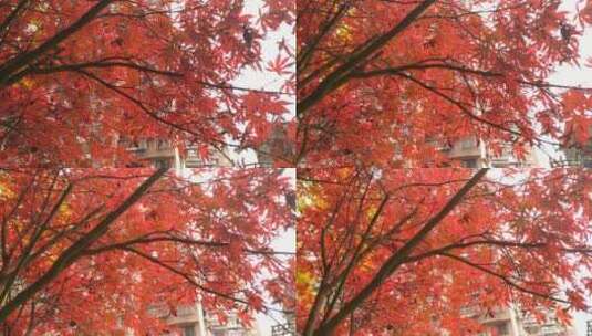 秋天红色的枫叶鸡爪槭金秋秋色宜人高清在线视频素材下载