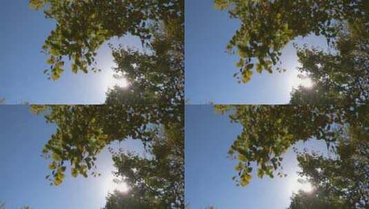 唯美的阳光银杏树树叶高清在线视频素材下载