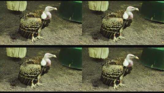 老鹰秃鹫动物园观赏鸟类高清在线视频素材下载