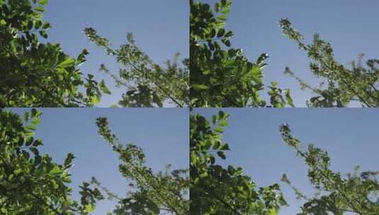 风吹树叶高清在线视频素材下载