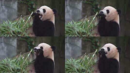 熊猫吃竹子半身侧面高清在线视频素材下载