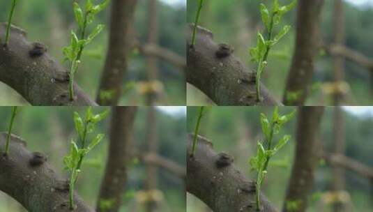 树干树枝发芽嫩叶高清在线视频素材下载