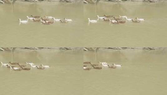 玩水的河水里觅食的麻鸭鸭子高清在线视频素材下载