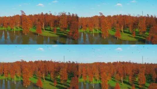 航拍秋季红色水上森林高清在线视频素材下载