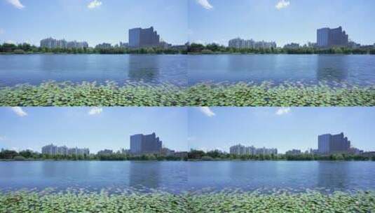 武汉武昌区内沙湖公园高清在线视频素材下载