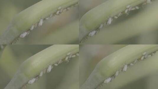 植物上成片的蚜虫LOG高清在线视频素材下载