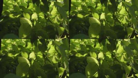 阳光下的绿叶高清在线视频素材下载
