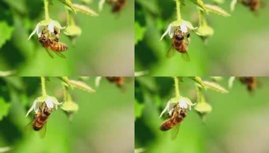 蜜蜂在花上的特写镜头高清在线视频素材下载