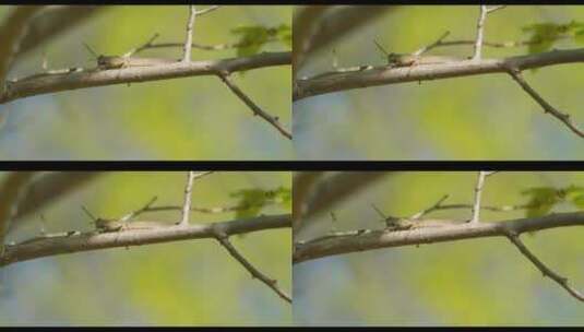 树枝上的蝗虫高清在线视频素材下载