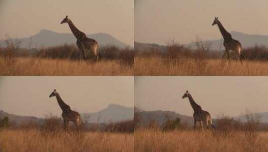 长颈鹿在草原上走着高清在线视频素材下载