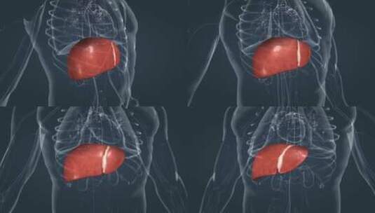 医学 人体 器官 肝脏 肝叶 三维 动画高清在线视频素材下载