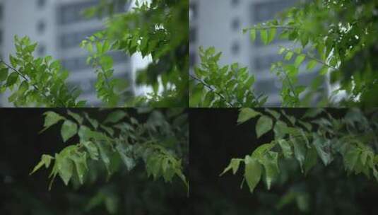 春雨 下雨天雨后树叶 雨滴大自然露珠水珠高清在线视频素材下载