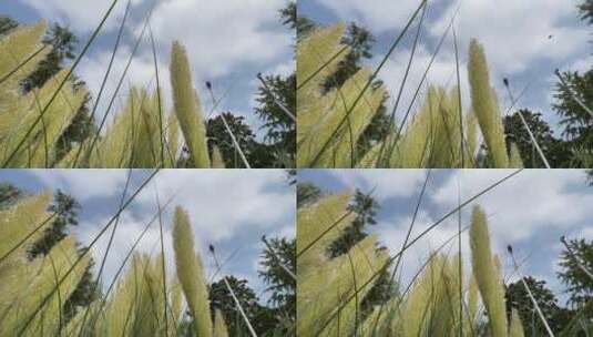 蒲苇草植物高清在线视频素材下载