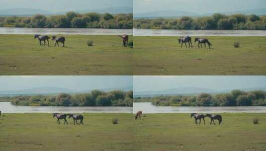 航拍草原上的马群骏马高清在线视频素材下载