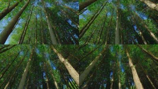 树林 森林 树木 树荫高清在线视频素材下载