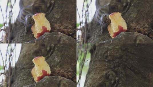 松鼠在树上啃食苹果高清在线视频素材下载