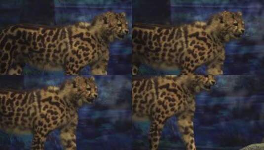 猎豹金钱豹花豹标本猛兽高清在线视频素材下载