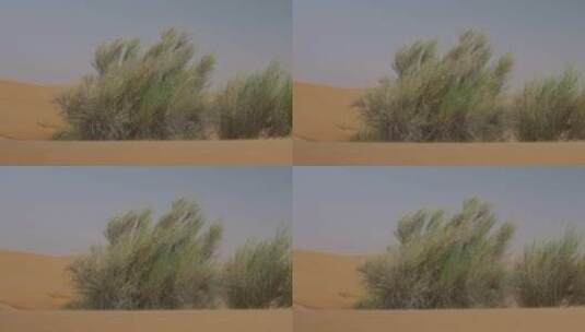 被风吹动的沙漠灌木丛高清在线视频素材下载