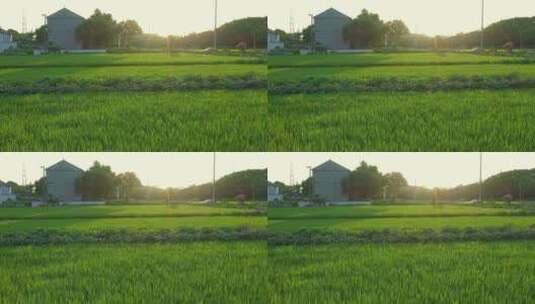 在阳光下充满希望绿色的稻田高清在线视频素材下载