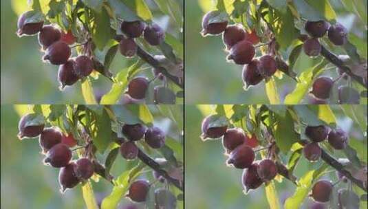 挂满果实的树枝高清在线视频素材下载